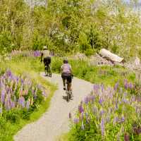 Cycling New Zealand's longest cycle trail with Trail Journeys | Matt de Vries
