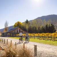 Cycling through the Gibbston Valley vineyards | Miles Holden