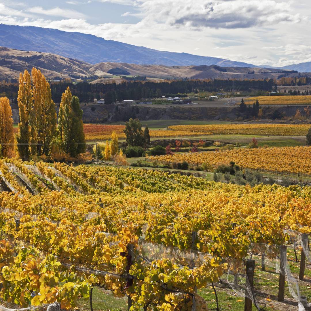 Cromwell vineyards | Peter Walton