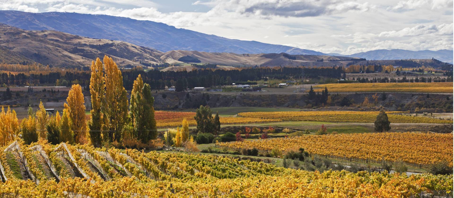 Cromwell vineyards | Peter Walton