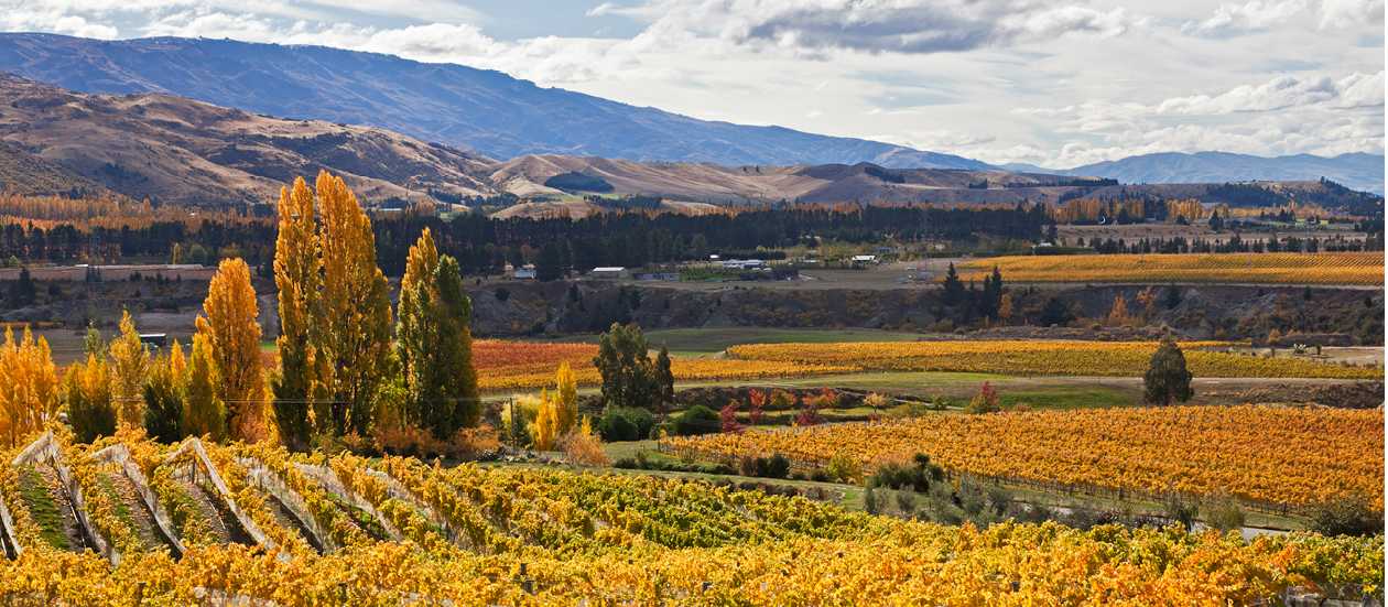 Cromwell vineyards | Peter Walton
