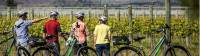 Cycle past vineyards on the Otago Central Rail Trail |  <i>Lachlan Gardiner</i>