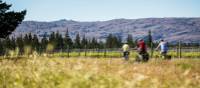 Cycle past vineyards on the Otago Central Rail Trail | Lachlan Gardiner