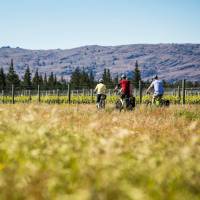 Cycle past vineyards on the Otago Central Rail Trail | Lachlan Gardiner