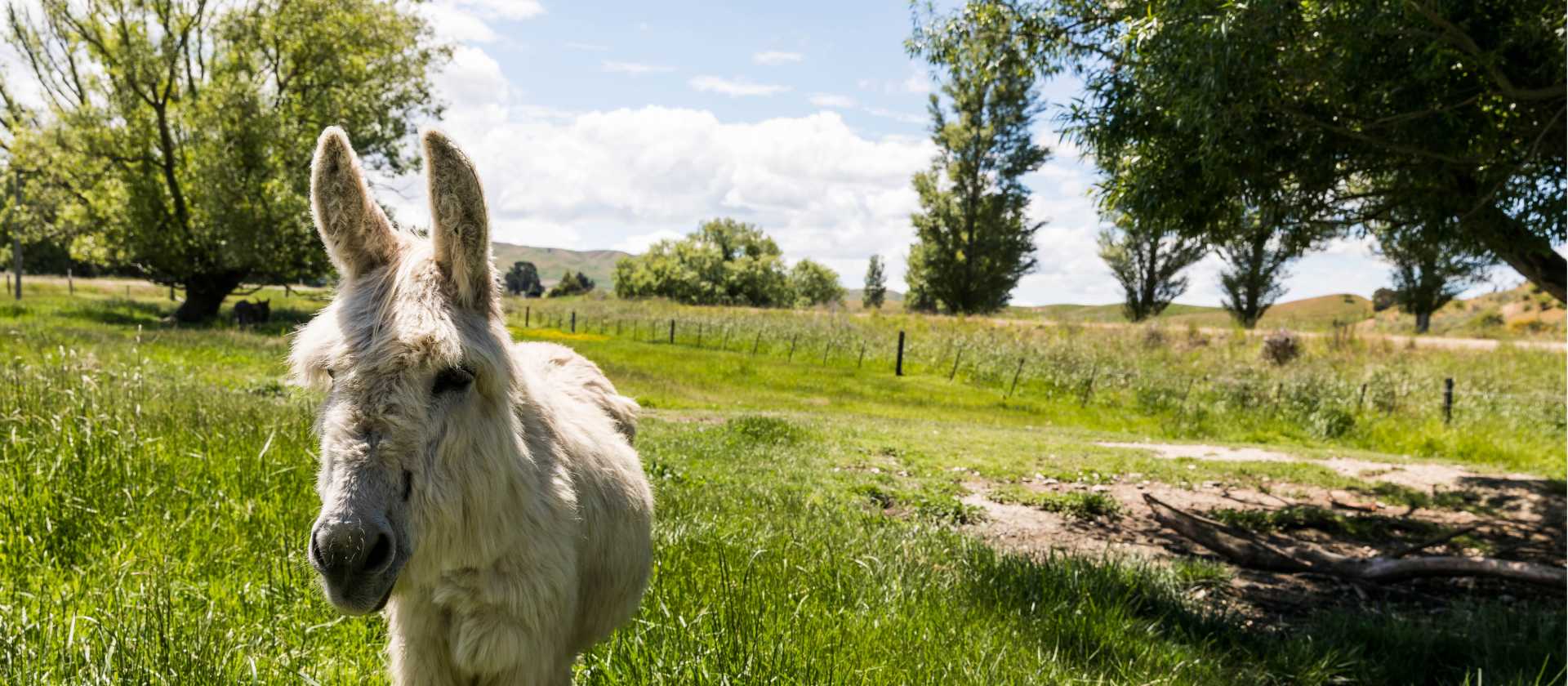 Otago Central Rail Trail - Chatto Creek | Lachlan Gardiner
