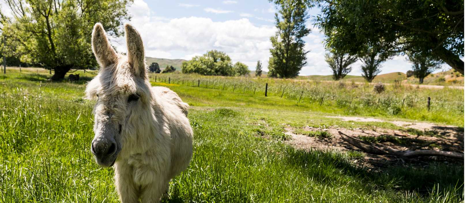 Otago Central Rail Trail - Chatto Creek | Lachlan Gardiner