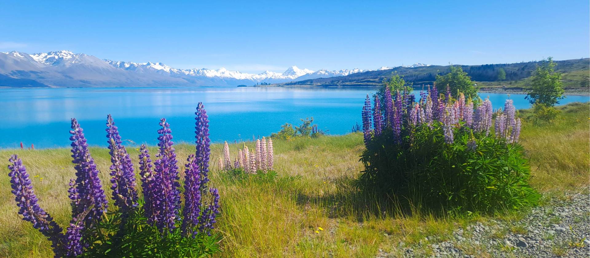 Tekapo is a hot spot for Lupins | Brian