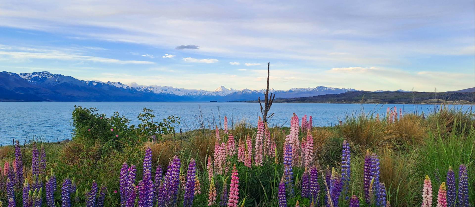 Tekapo is a hot spot for Lupins | Brian