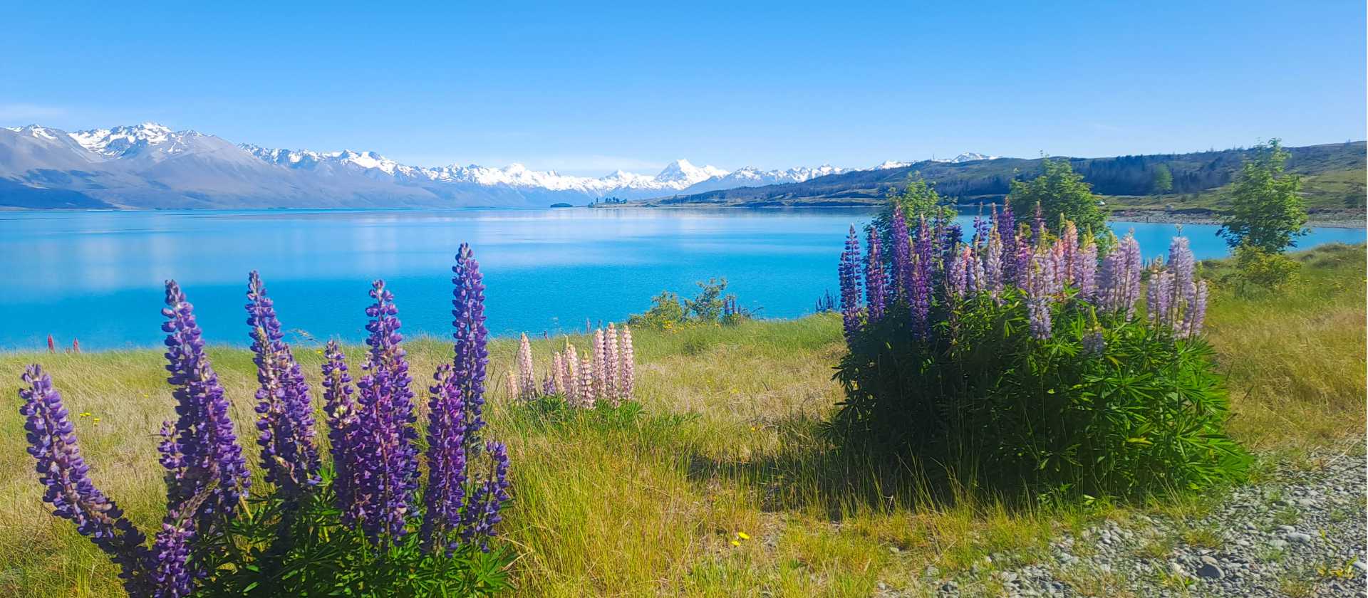 Tekapo is a hot spot for Lupins | Brian