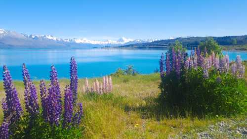 Tekapo is a hot spot for Lupins | Brian