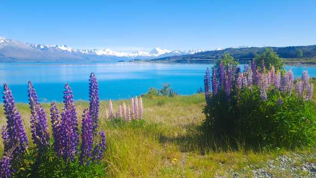 Tekapo is a hot spot for Lupins | Brian