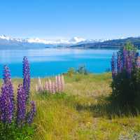 Tekapo is a hot spot for Lupins | Brian