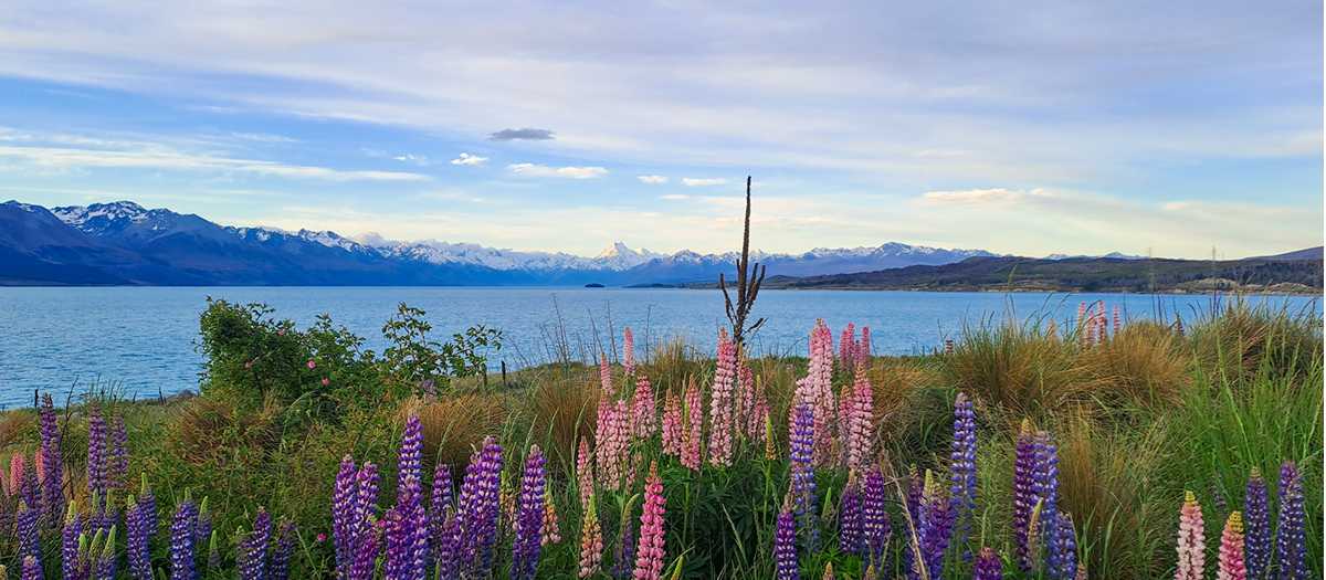 Tekapo is a hot spot for Lupins | Brian