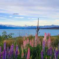 Tekapo is a hot spot for Lupins | Brian