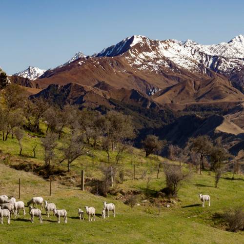 Sheep grazing on Ben Lomond Station