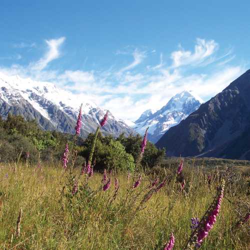 South Island, NZ
