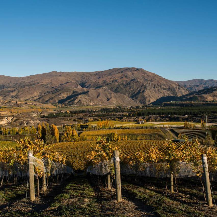 Taste one of the many Bannockburn wines | Suellen Boag