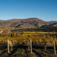 Taste one of the many Bannockburn wines | Suellen Boag