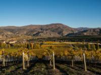 Taste one of the many Bannockburn wines |  <i>Suellen Boag</i>