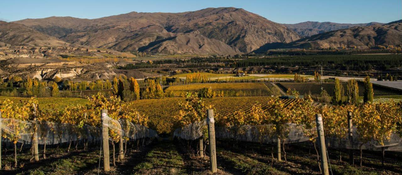 Taste one of the many Bannockburn wines | Suellen Boag