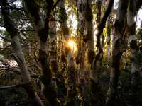 Discover the Overland Track's World Heritage wilderness |  Matt Horspool